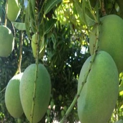 Exoticflora Mango Mallika(Grafted)- Fruit Plants & Tree