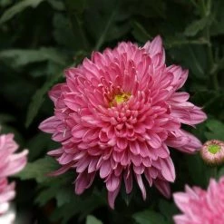 Exoticflora Chrysanthemum Pink - SEASONALS All Flowering Plants