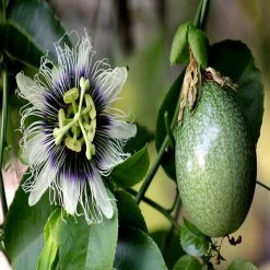 Exoticflora Passion Fruit - Fruit Plants & Vine Plants Exotic Fruit Plants