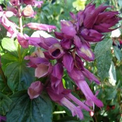 Exoticflora Salvia Purple- SEASONALS