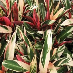 Exoticflora Stromanthe Triostar - Indoor Plants