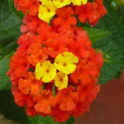 Exoticflora Lantana Red- Flowering Shrubs