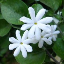Exoticflora Creepers & Climbers Flowering Juhi/Jasminum Auriculatum - Creepers & Climbers