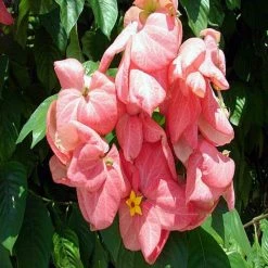 Exoticflora Mussaenda Pink - Flowering Shrubs Year Round Flowering Plants