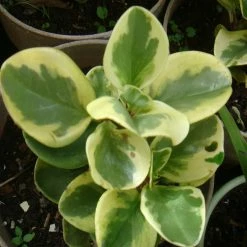 Exoticflora Peperomia Variegated - Indoor Plants