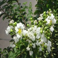 Exoticflora Lagerstroemia White / Crepe Myrtle White - Avenue Trees All Flowering Plants
