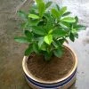 Exoticflora Ficus Panda - Indoor/Outdoor-Ornamental Plants Indoor Plants