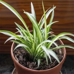 Exoticflora Chlorophytum Comosum/Spider Plant - Indoor Air-Purifying Indoor Plants