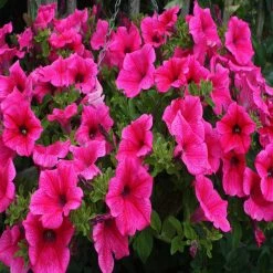 Exoticflora Petunia Pink - SEASONALS All Flowering Plants