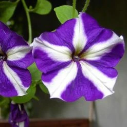 Exoticflora Petunia Purple And White - SEASONALS