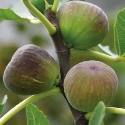 Exoticflora Exotic Fruit Plants Fig Puna/Anjeer- Fruit Plants & Tree