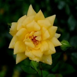 Exoticflora MINIATURE ROSE YELLOW - Flowering Shrubs