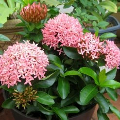 Exoticflora Ixora Mini Dwarf Pink - Flowering Plants Year Round Flowering Plants