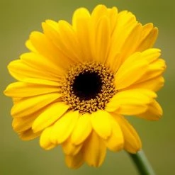 Exoticflora Gerbera Plant Yellow - Flowering Plants All Flowering Plants 6 Exoticflora Gerbera Plant Yellow - Flowering Plants All Flowering Plants