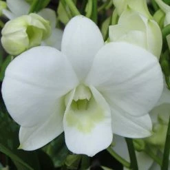 Exoticflora Dendrobium Orchid White - Flowering Plants