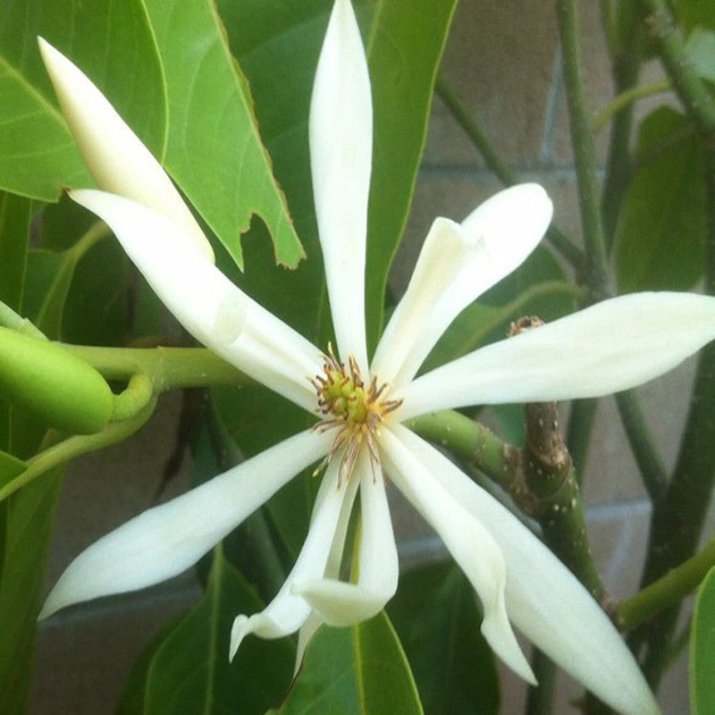 Exoticflora White Champaca / Magnolia Alba (Grafted) - Perfuming Plants 3 Exoticflora White Champaca / Magnolia Alba (Grafted) - Perfuming Plants