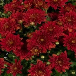 Exoticflora Chrysanthemum Dark Red - SEASONALS