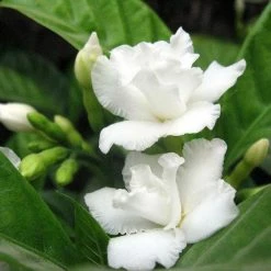 Exoticflora Tagar Double Frills - Flowering Shrubs Year Round Flowering Plants