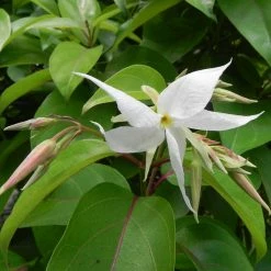 Exoticflora Echites - Creepers & Climbers