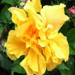 Exoticflora Year Round Flowering Plants Hibiscus Yellow DOUBLE - Flowering Shrubs 5 Exoticflora Year Round Flowering Plants Hibiscus Yellow DOUBLE - Flowering Shrubs