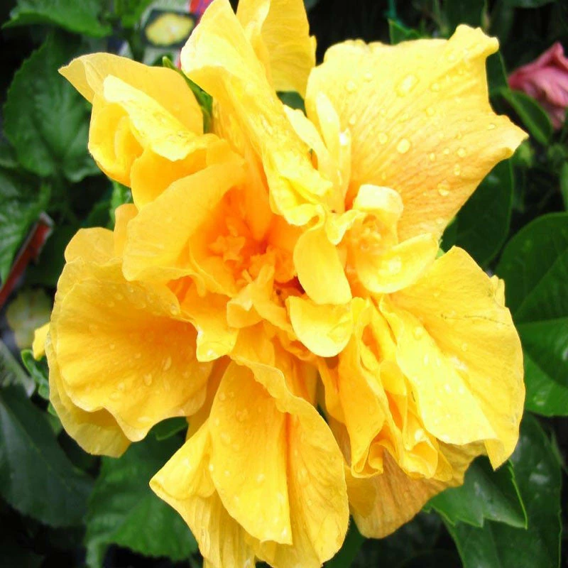 Exoticflora Year Round Flowering Plants Hibiscus Yellow DOUBLE - Flowering Shrubs 3 Exoticflora Year Round Flowering Plants Hibiscus Yellow DOUBLE - Flowering Shrubs