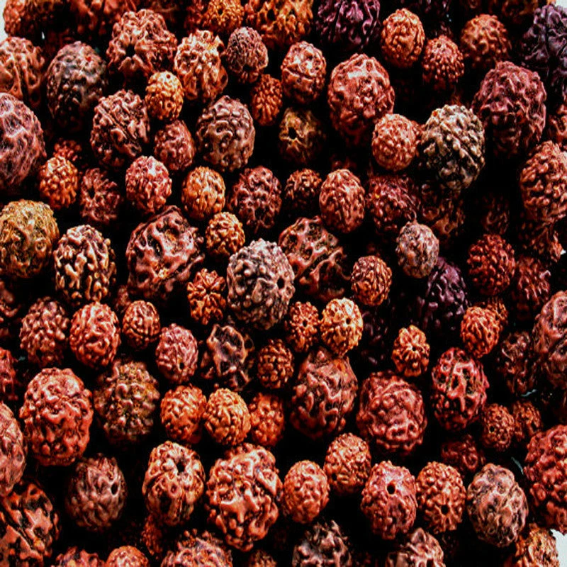 Exoticflora Rudraksha/Elaeocarpus Ganitrus - Avenue Trees 2 Exoticflora Rudraksha/Elaeocarpus Ganitrus - Avenue Trees