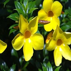 Exoticflora Bush Allamanda - Flowering Shrubs Creepers & Climbers Flowering