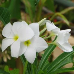 Exoticflora Plumeria Pudica/Wild Plumeria - Flowering Shrubs Flowering Plants For Balcony