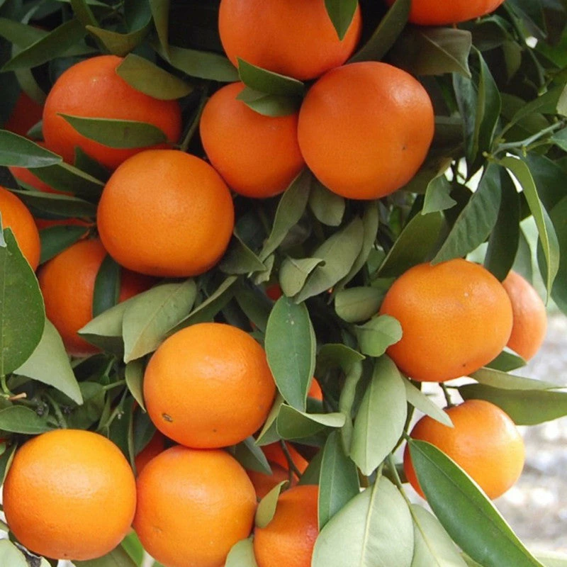 Exoticflora Orange-Kinnow(Grafted)- Fruit Plants & Tree Grafted Fruit Plants 2 Exoticflora Orange-Kinnow(Grafted)- Fruit Plants & Tree Grafted Fruit Plants