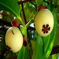 Exoticflora Mangosteen / Garcinia Mangostana - Fruit Plants & Tree Exotic Fruit Plants