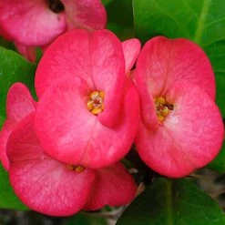 Exoticflora Euphorbia Milii/Crown Of Thorns New Hybrids Pink - Cacti & Succulant Flowering Plants For Balcony