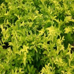 Exoticflora Golden Duranta - Ornamental Shrubs