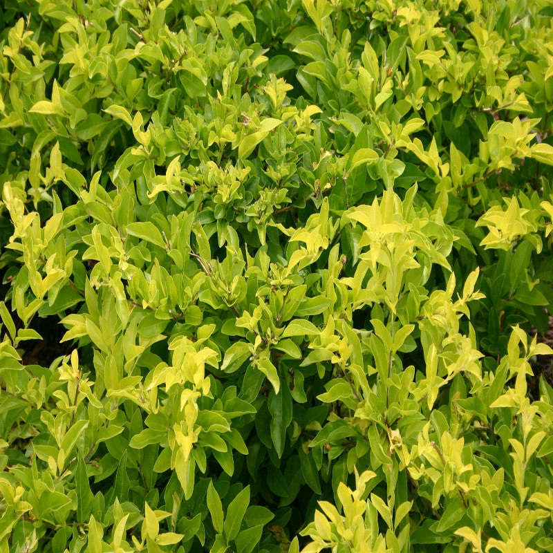 Exoticflora Golden Duranta - Ornamental Shrubs 2 Exoticflora Golden Duranta - Ornamental Shrubs