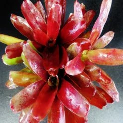 Exoticflora Neoregelia Fire Ball - Indoor Plants