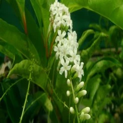 Exoticflora Perfuming Flowering Plants Fiddlewood Tree / Brindhavan Champa - Avenue Trees