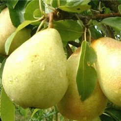 Exoticflora Babugosha/Indian Pear - Fruit Plants & Tree