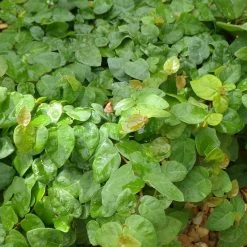 Exoticflora Wall Creeper/Ficus Pumila - Creepers & Climbers