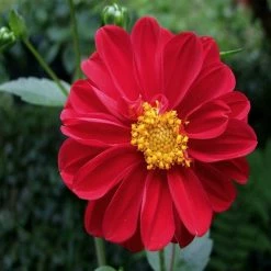 Exoticflora Dahlia Dwarf Red - SEASONALS All Flowering Plants