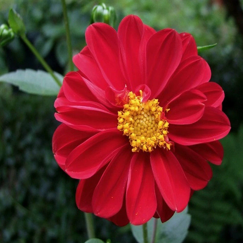 Exoticflora Dahlia Dwarf Red - SEASONALS All Flowering Plants 2 Exoticflora Dahlia Dwarf Red - SEASONALS All Flowering Plants