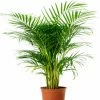 Exoticflora Areca Palm - Indoor/Outdoor Air-Purifying