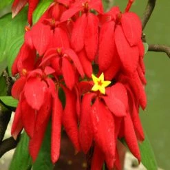 Exoticflora Mussaenda Red - Flowering Shrubs