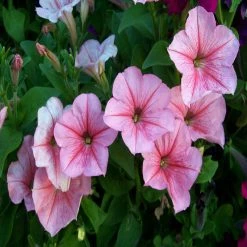 Exoticflora All Flowering Plants Petunia Light Pink - SEASONALS
