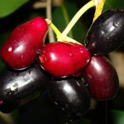 Exoticflora Jambolan Jumbo Jamun (Grafted)- Fruit Plants & Tree