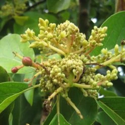 Exoticflora Mango Royal Special (Grafted)- Fruit Plants & Tree Grafted Fruit Plants