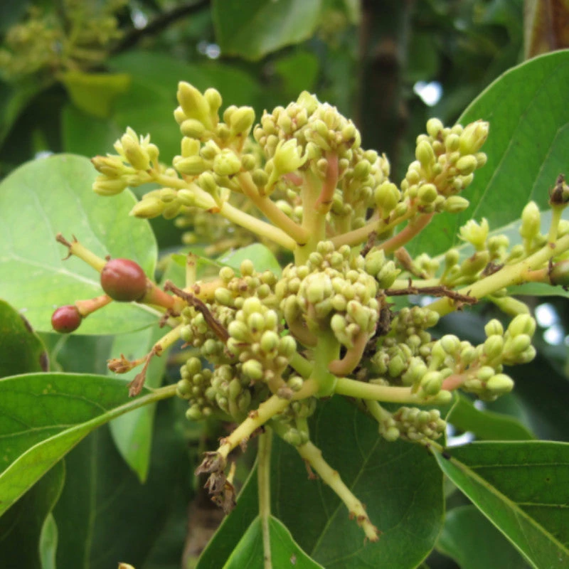 Exoticflora Mango Royal Special (Grafted)- Fruit Plants & Tree Grafted Fruit Plants 2 Exoticflora Mango Royal Special (Grafted)- Fruit Plants & Tree Grafted Fruit Plants