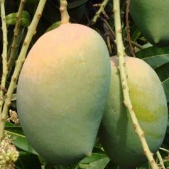 Exoticflora Grafted Fruit Plants Mango Kesar (Grafted)- Fruit Plants & Tree