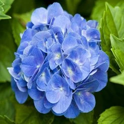 Exoticflora Hydrangea Marcophylla(Blue) - Flowering Shrubs