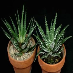 Exoticflora Haworthia Zebra -Gift Plants Indoor Plants