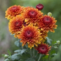 Exoticflora Chrysanthemum Orange - SEASONALS All Flowering Plants