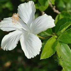 Exoticflora Hibiscus White Desi - Flowering Plants